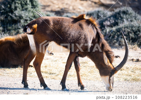 Herd of antelopes species antelope sable grazing in natural habitat 108223516