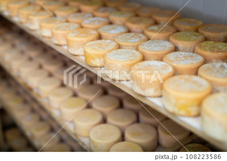 Closeup of heads of goat cheese arranged to ripen on cheese factory 108223586