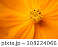 コスモス 108224066
