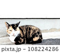 見つめる三毛猫、保護猫出身の警戒心 108224286