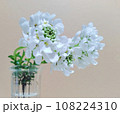 花瓶に入った花、白い花と小さな花瓶 108224310