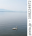湖に浮かぶ白鳥 108224972