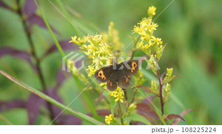 キオンの蜜を吸うベニヒカゲの雄 108225224