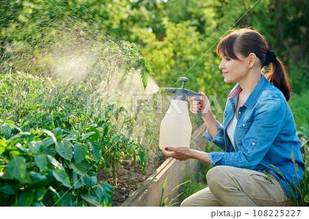 Gardener woman with spray gun spraying tomato plants in garden Gardener woman with spray gun spraying tomato plants in garden 108225227