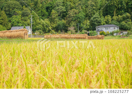 秋の風物詩、稲架掛けと黄金色の水田【安曇野市】 108225277