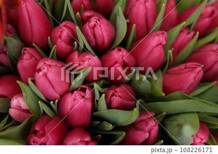 Fresh beautiful tulip flowers as background, top view Fresh beautiful tulip flowers as background, top view 108226171