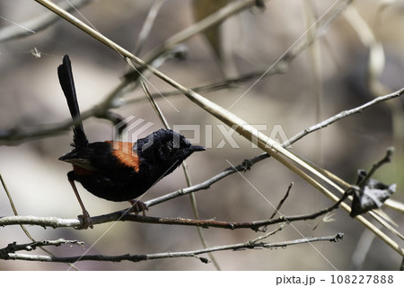 樹上のセアカオーストラリアムシクイ 108227888