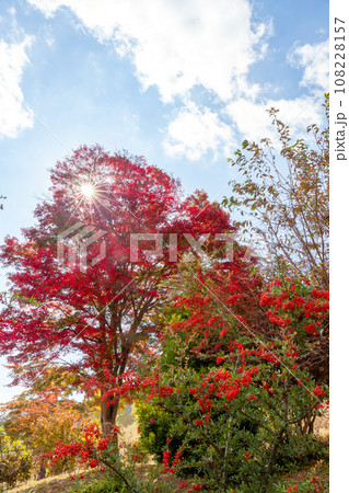 鮮やかな紅葉の風景 鮮やかな紅葉の風景 108228157