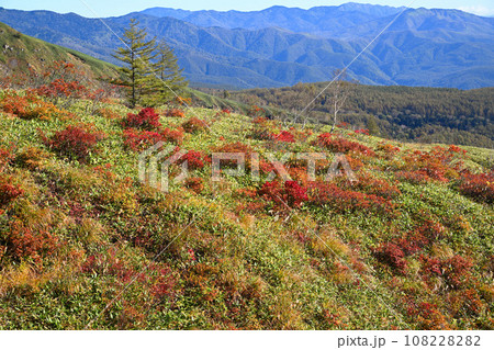 紅葉の季節 秋 志賀草津高原ルートからの風景 紅葉の季節 秋 志賀草津高原ルートからの風景 108228282