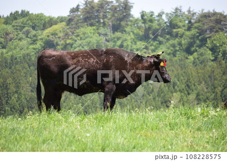 牛の放牧 月山高原牧場 山形県 108228575