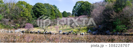 春の兆しに映える梅の木と桜ヶ池女池パノラマ風景［蓮華院誕生寺奥之院］熊本県玉名市 108228707