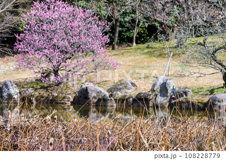 春の兆しに映える梅の木と桜ヶ池女池風景［蓮華院誕生寺奥之院］熊本県玉名市 108228779