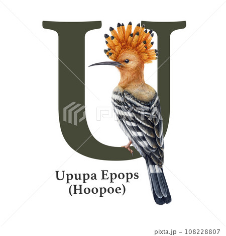 Capital letter U with Upupa bird decor. Watercolor illustration. Forest animal ABC alphabet font element. Wildlife animal alphabet letter U decorated with hoopoe. White background Capital letter U with Upupa bird decor. Watercolor illustration. Forest animal ABC alphabet font element. Wildlife animal alphabet letter U decorated with hoopoe. White background 108228807