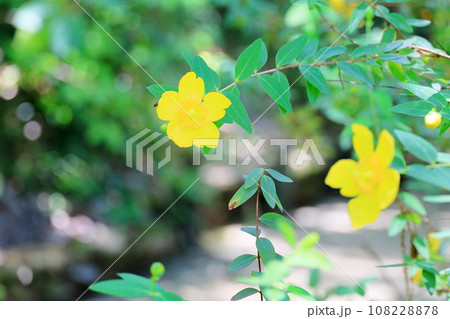キンシバイの花 キンシバイの花 108228878