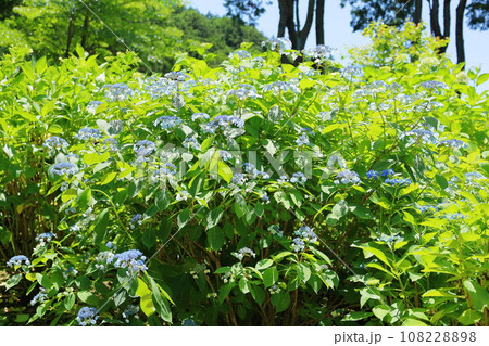 ガクアジサイの花 ガクアジサイの花 108228898