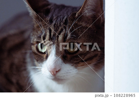見つめる猫 見つめる猫 108228965