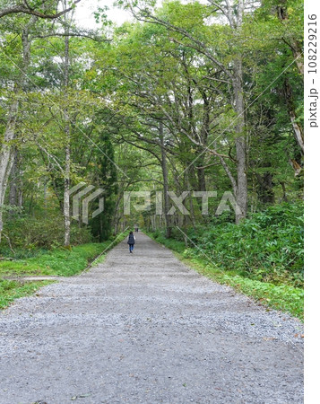 静寂に包まれた神社の参道の情景 静寂に包まれた神社の参道の情景 108229216