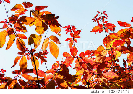 紅葉した広葉樹の葉 紅葉した広葉樹の葉 108229577