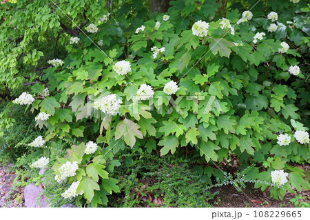 カシワバアジサイの花 カシワバアジサイの花 108229665