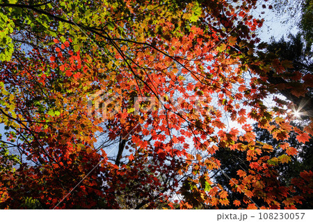木漏れ日に光る紅葉した木々 木漏れ日に光る紅葉した木々 108230057