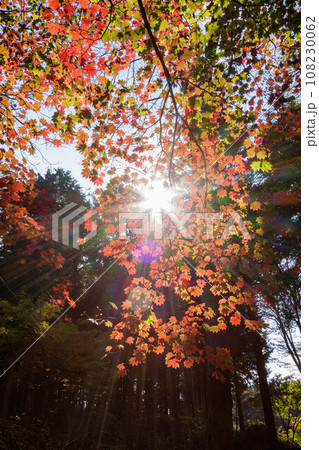 木漏れ日に光る紅葉した木々 木漏れ日に光る紅葉した木々 108230062
