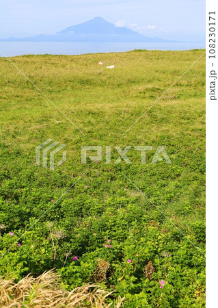 日本最大の高層湿原、北海道の利尻礼文サロベツ国立公園、サロベツの原野で洋上の利尻島を眺める、その夕日 日本最大の高層湿原、北海道の利尻礼文サロベツ国立公園、サロベツの原野で洋上の利尻島を眺める、その夕日 108230171