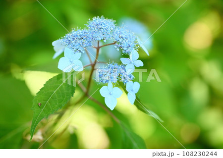 アジサイの花 108230244