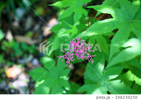 キョウカノコの花 108230250