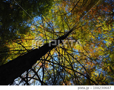 見上げたメタセコイア 108230687