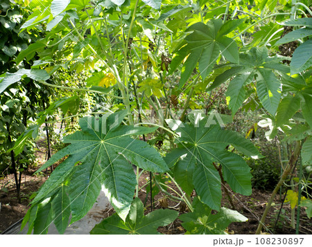 トウゴマ　薬用植物 108230897