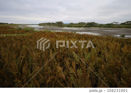 日本最大の高層湿原、北海道の利尻礼文サロベツ国立公園、サロベツの原野で洋上の利尻島を眺める、その夕日 108231001
