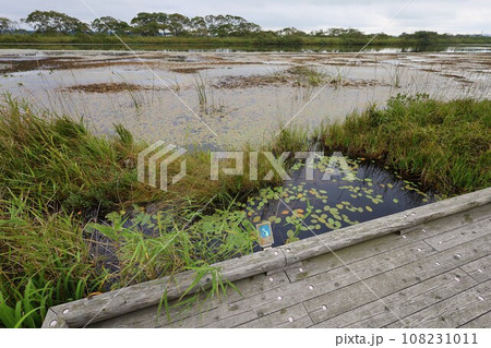 日本最大の高層湿原、北海道の利尻礼文サロベツ国立公園、サロベツの原野で洋上の利尻島を眺める、その夕日 108231011