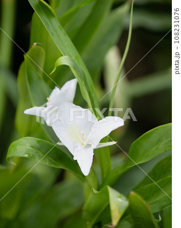 ハナシュクシャ 108231076