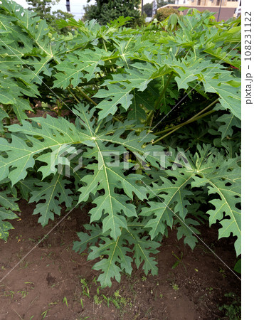 パパイヤの木 パパイヤの木 108231122