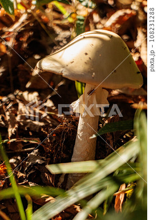 秋の森に生えるキノコ 108231288