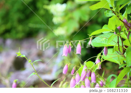 ピンクのホタルブクロの花 108231310