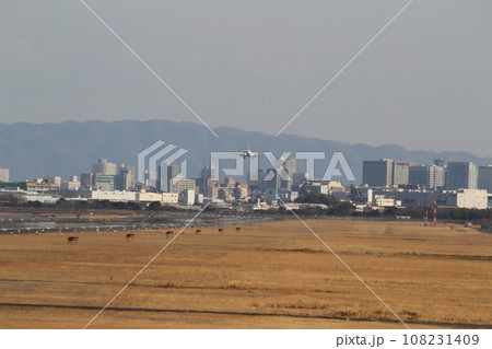 着陸する飛行機　伊丹空港　大阪国際空港 108231409