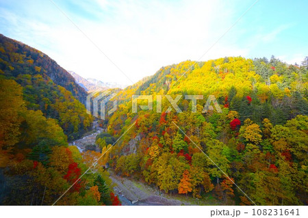 燃える秋、錦秋の北海道、十月、層雲峡の紅葉、黒岳ロープウェイ、ロープウェーで登る黒岳、赤黄色の紅葉 108231641