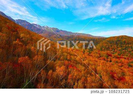 燃える秋、錦秋の北海道、十月、層雲峡の紅葉、黒岳ロープウェイ、ロープウェーで登る黒岳、赤黄色の紅葉 108231725