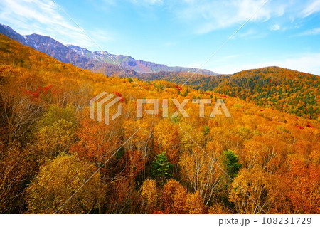燃える秋、錦秋の北海道、十月、層雲峡の紅葉、黒岳ロープウェイ、ロープウェーで登る黒岳、赤黄色の紅葉 108231729