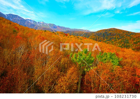 燃える秋、錦秋の北海道、十月、層雲峡の紅葉、黒岳ロープウェイ、ロープウェーで登る黒岳、赤黄色の紅葉 108231730