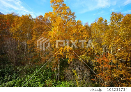 燃える秋、錦秋の北海道、十月、層雲峡の紅葉、黒岳ロープウェイ、ロープウェーで登る黒岳、赤黄色の紅葉 108231734