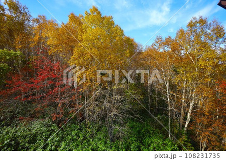 燃える秋、錦秋の北海道、十月、層雲峡の紅葉、黒岳ロープウェイ、ロープウェーで登る黒岳、赤黄色の紅葉 燃える秋、錦秋の北海道、十月、層雲峡の紅葉、黒岳ロープウェイ、ロープウェーで登る黒岳、赤黄色の紅葉 108231735