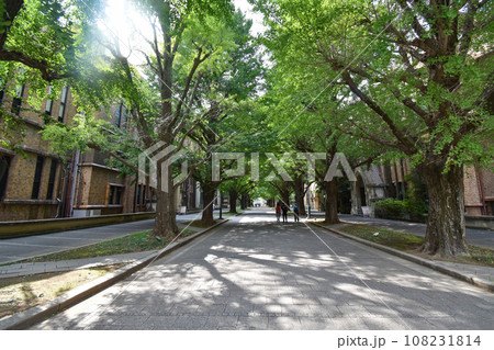 東京大学のイチョウ並木 東京大学のイチョウ並木 108231814