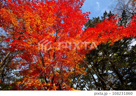 燃える秋、錦秋の北海道、十月、層雲峡の紅葉、黒岳ロープウェイ、ロープウェーで登る黒岳、赤黄色の紅葉 燃える秋、錦秋の北海道、十月、層雲峡の紅葉、黒岳ロープウェイ、ロープウェーで登る黒岳、赤黄色の紅葉 108231860