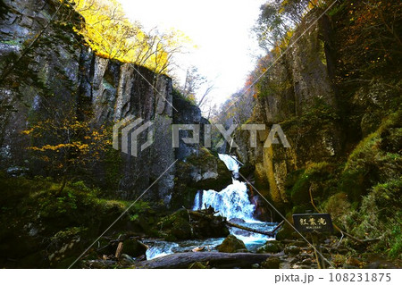 燃える秋、錦秋の北海道、十月、層雲峡の紅葉、黒岳ロープウェイ、ロープウェーで登る黒岳、赤黄色の紅葉 108231875
