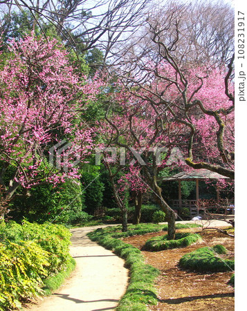 紅梅の咲く春の戸定が丘歴史公園風景 紅梅の咲く春の戸定が丘歴史公園風景 108231917