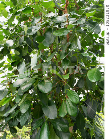 パラミツ 108231950