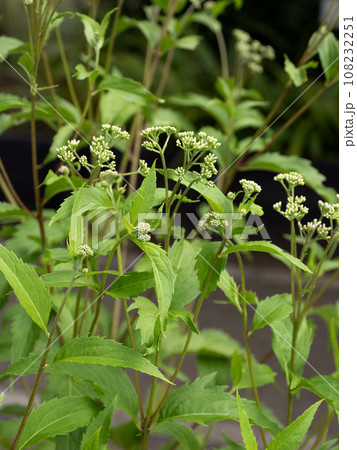 フジバカマ 108232251