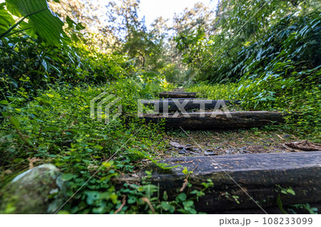 林 森 樹林 108233099